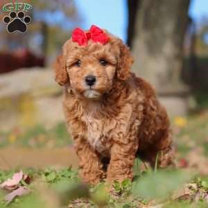 Sweet Potato, Miniature Poodle Puppy
